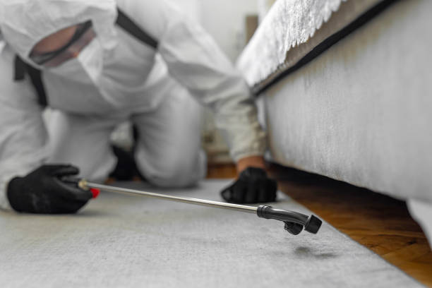 Professional Bed Bug Control technician working in Indianola, WA